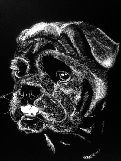 Scratchboard portrait of a bulldog rendered in fine white lines on black.